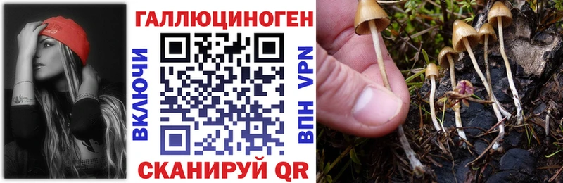 Галлюциногенные грибы Psilocybine cubensis  как найти   МЕГА сайт  Асино 